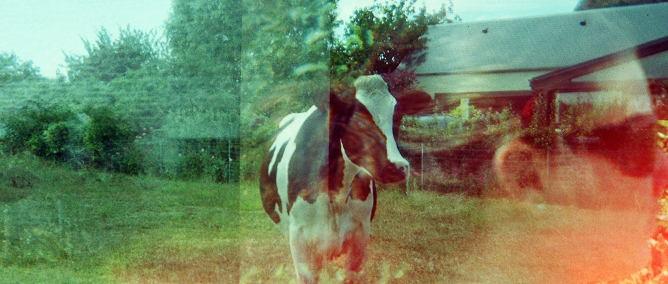 CÉcile - Picture Holga Vache - Slide